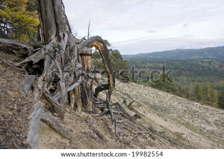 Roots of a dry tree on a background of a mountain wood.