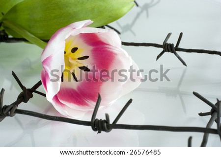 The Flower and barbed wire.