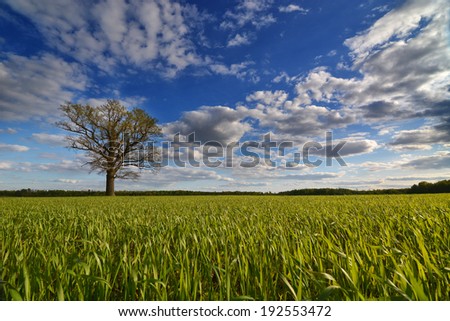Single oak tree in the fields of grain plants