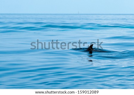 Fin of a shark in the high sea