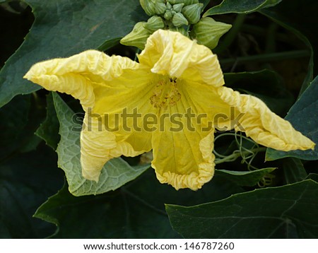 Yellow flower of dessert ground Ivy