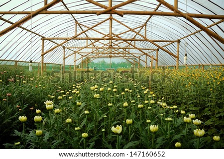 Chrysanthemum farm inside greenhouse. Taken at Malang Chrysanthemum farm, Malang, east Java, Indonesia