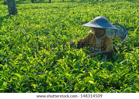 LAWANG, INDONESIA - JAN 12: Daily activities of female farmers. They work for companies that make teabag tea. Taken at Wonosari tea field, Lawang, Indonesia. January 12, 2008 in Lawang, Indonesia.