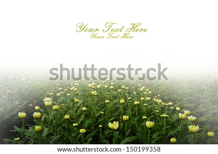 Chrysanthemum flower under half white background for invitation card or book cover