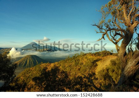 Bromo mountain with branch tree foreground