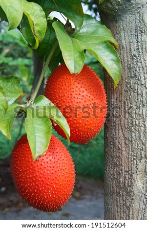 Gac fruit (Momordica cochinchinensis) is cultivated throughout Southeast Asia