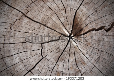 Cross section of the old tree or dead wood with back drop