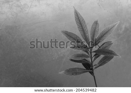 black and white leaves  background