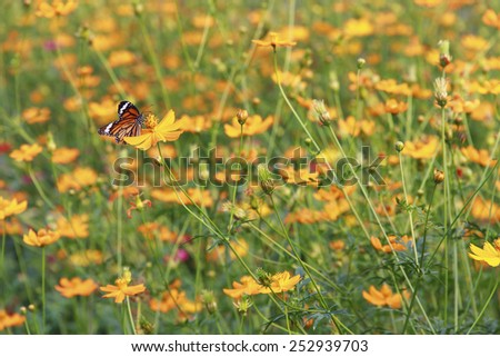 butterfly swarms on yellow sulfur cosmos flower