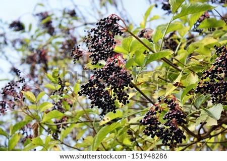 Growing wild elderberries medicinal garden