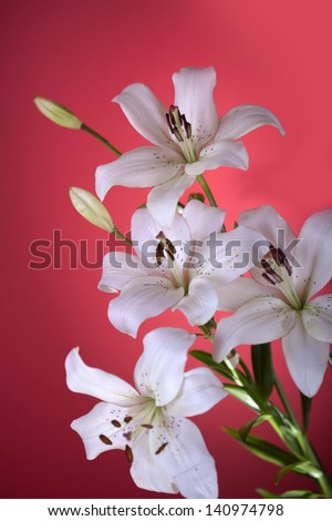 white lily isolated on red