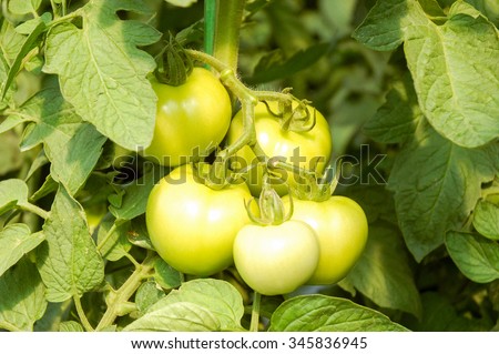 Tomato tree