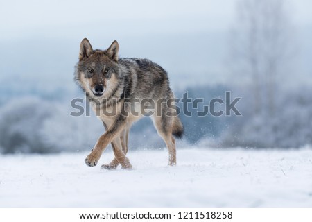 wolf in snow, attractive winter scene with wolf, close to wolf in snow