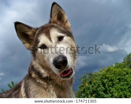 cute dog Alaskan Malamute Bonita turned her head