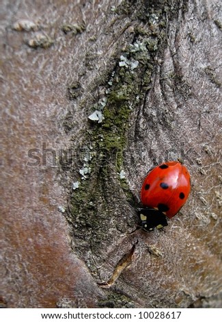 spring will soon be here: ladybird