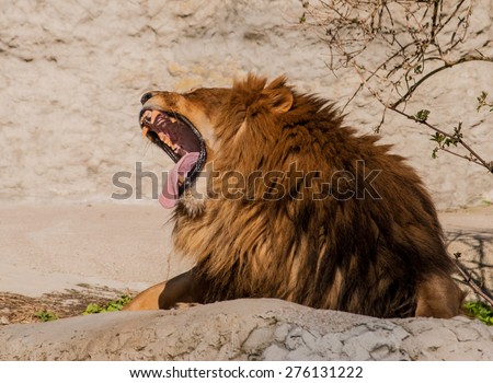The roar of the lion
