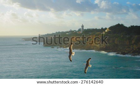 Two eagles flying over the sea in Cascais, Portugal. Behind them we can see a cliff with a white lighthouse. We also can enjoy the blue color of the sea and the sky.