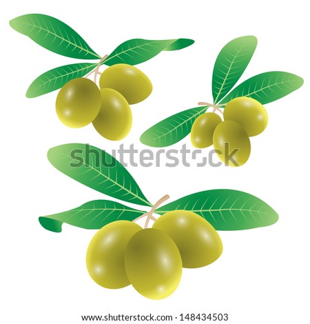 vector illustration of  olives on branch with leaves