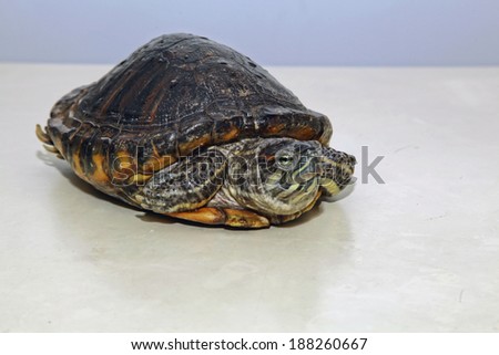 thirty years old brazil turtle pull back its head and legs