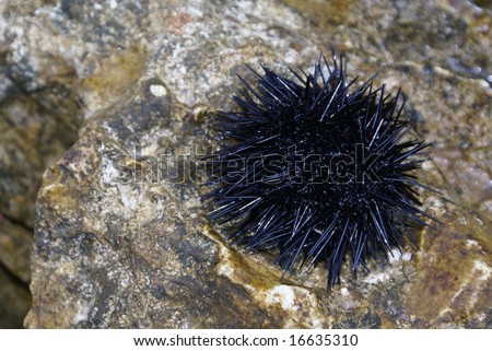 Sea urchin (Echinoidea) from meditterean sea on the rock