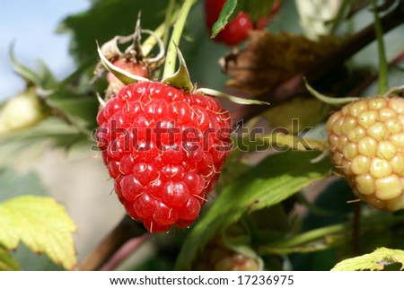 Raspberry on the shrub