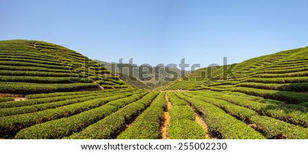 Tea production