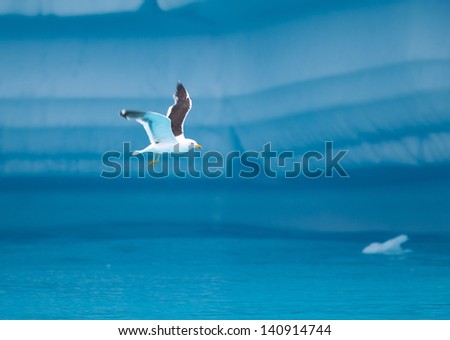 Bird Amongst the Icebergs