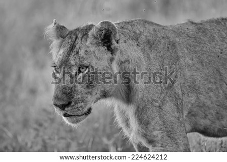 Black and White Young Male Lion in Kruger National Park