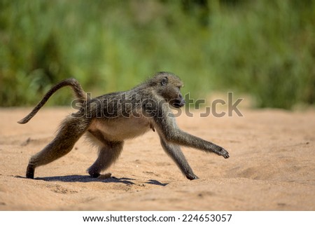 Baboon running across sandy area in Kruger National Park