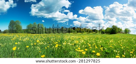 Green field with yellow dandelions and blue sky
