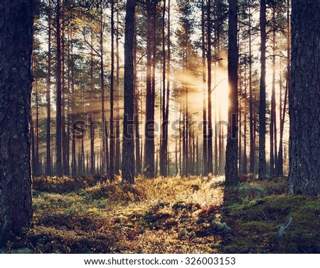 Coniferous forest with morning sun shining in the morning