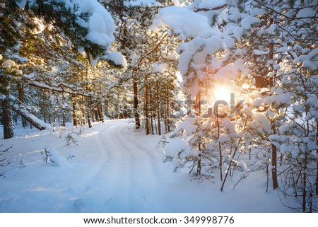 small path among trees covered with snow in the forest