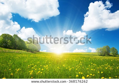 Field with dandelions and blue sky