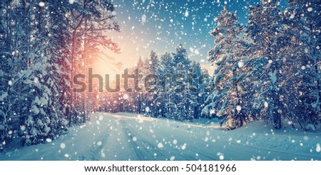 winter panorama on the road through coniferous forest