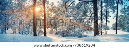 Pine trees covered with snow on frosty evening. Beautiful winter panorama at snowfall