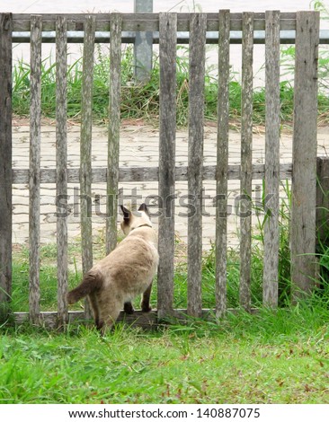 Siamese cat pass through the fence