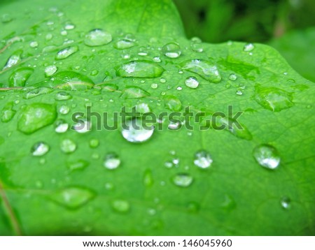 Water drop on green leaf after the rain.