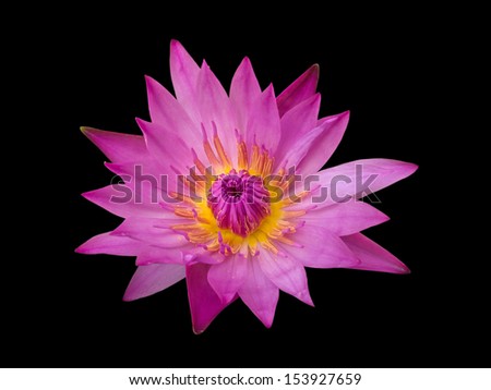 Lotus flower isolated on black.