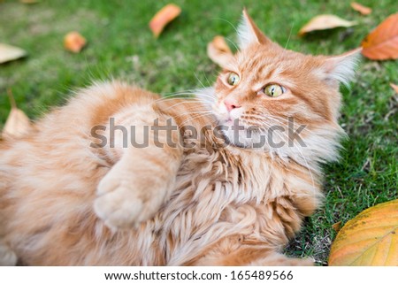 Beautiful Chinese cat lying on the lawn, stare at something.