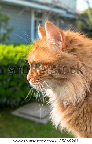 Cat portrait close up, only head crop, looking downing, cat in light brown looking with pleading stare at the viewer with space for advertising and text, cat head