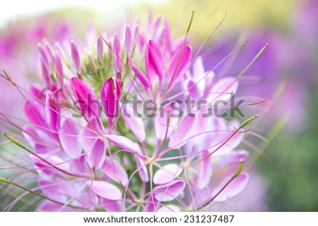 Cleome flower. Species of Cleome are commonly known as spider flowers, spider plants, spider weeds, or bee plants