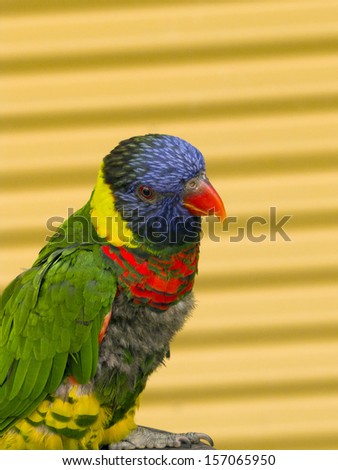 parrot isolated on yellow