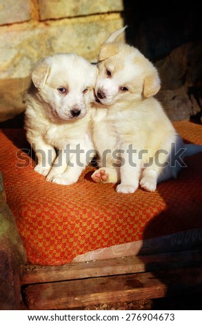 shepherd dog puppies in an outside shelter, vintage picture