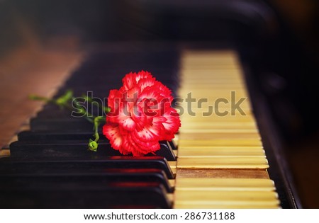 Old vintage grand piano keys with a red carnation flower, vintage picture.