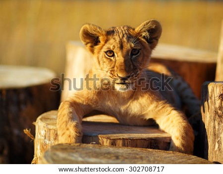 Lion cub in nature  and wooden log. eye contact.