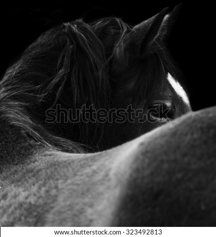 Close Up of a  horse eye. On black background. Black and white color