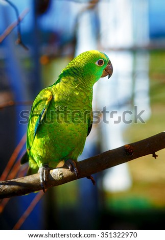 Emerald green colored parrots on branch .
