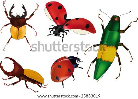 Pictures Of Insects And Bugs. stock vector : insects bugs