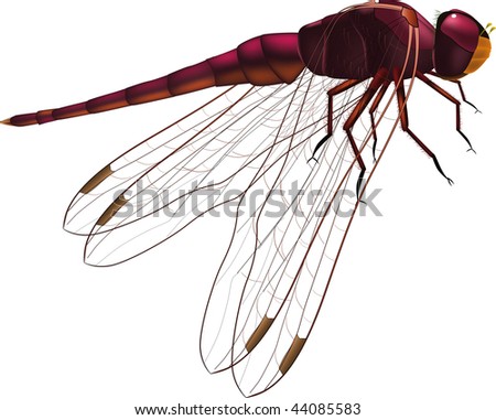 cute dragonfly clipart. Dragonfly clip art