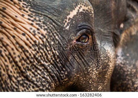 Beautiful, wise and deep look of the cute Indian elephant, a close up view of the pretty eye on the animal's face with expressive wrinkles and spots, detailed photo, Thailand national park